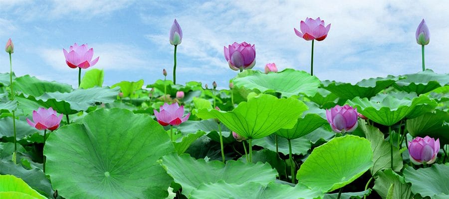 Tui Là Người Miền Tây - English 37 du lịch đồng tháp