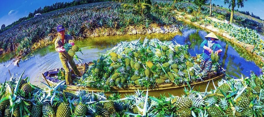 Tui Là Người Miền Tây - English 38 du lịch hậu giang