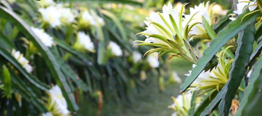 Tui Là Người Miền Tây - English 29 du lịch long an