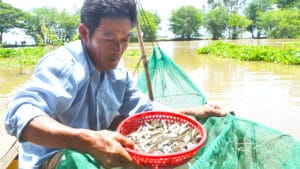 Cá linh mùa nước nổi