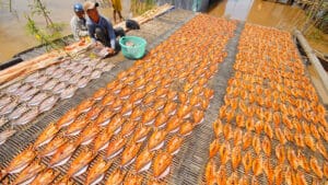 Khô đồng mùa nước nổi