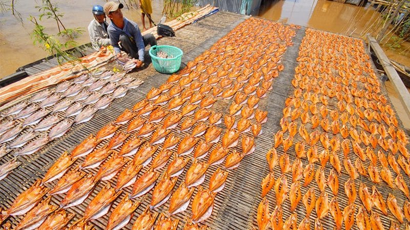 Khô đồng mùa nước nổi