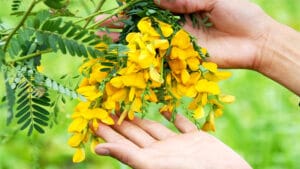 Rau đồng miền Tây mùa nước nổi