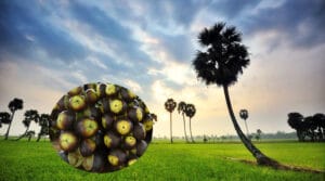 Đặc sản An Giang