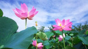 Đặc sản Đồng Tháp