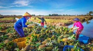 Đặc sản Hậu Giang