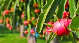 Đặc sản Long An