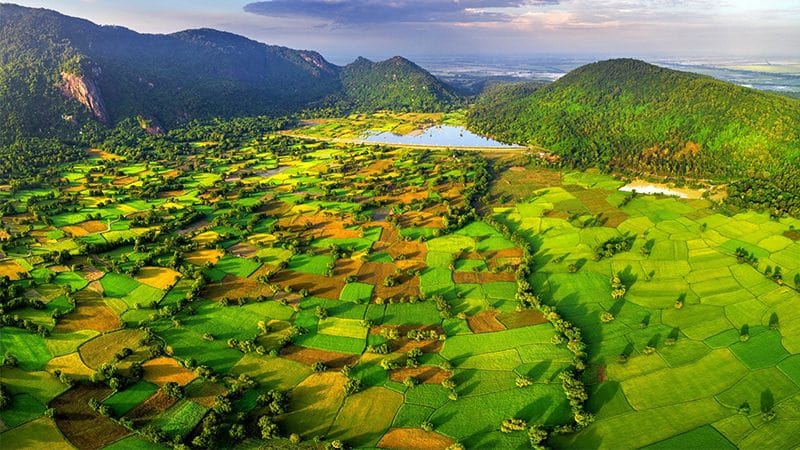 Vẻ đẹp cánh đồng lúa miền tây