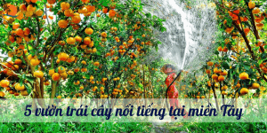 5 vuon trai cay noi tieng tai mien Tay 1