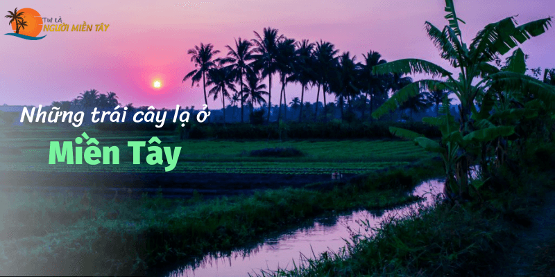 10 loại trái cây độc lạ chỉ có tại miền Tây 1 Nhung trai cay la o