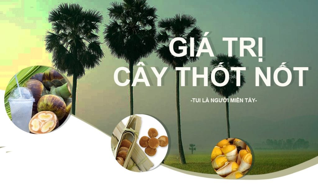cây thốt nốt ở an giang