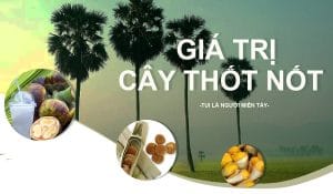 cây thốt nốt ở an giang