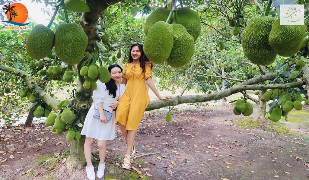 vườn trái cây ở cần thơ