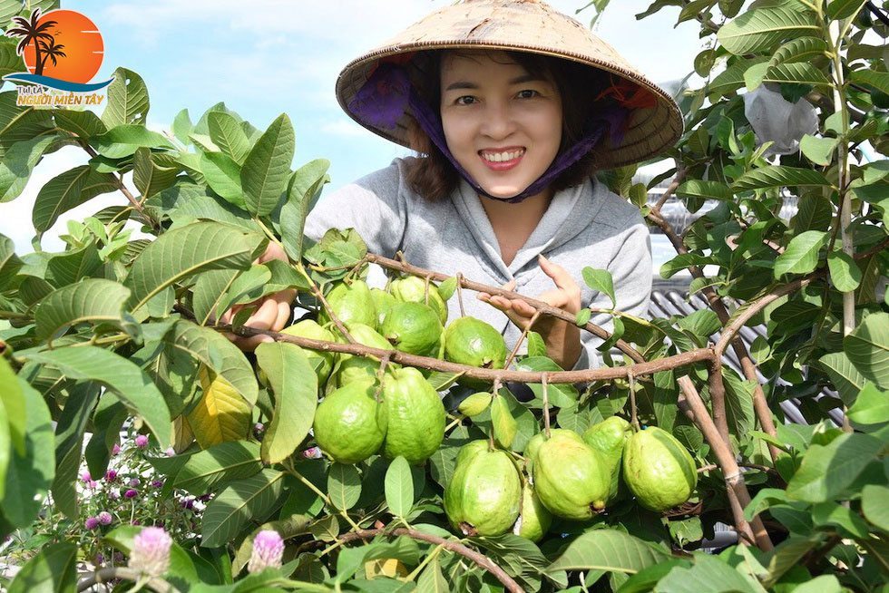 vườn trái cây ở cần thơ