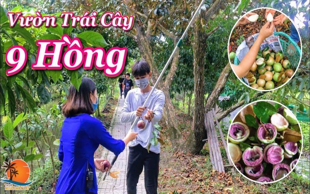 vườn trái cây ở cần thơ