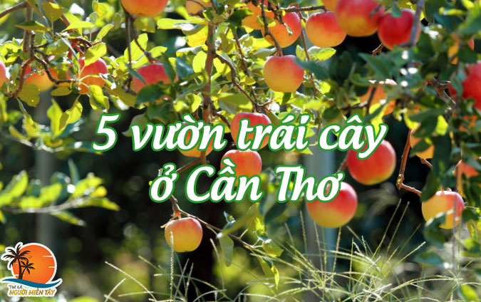 Khám phá 5 vườn trái cây ở Cần Thơ níu chân du khách gần xa 1 vườn trái cây ở cần thơ