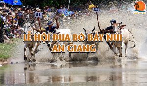 lễ hội đua bò Bảy Núi ở An Giang