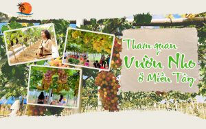 Tham quan vườn nho ở miền Tây