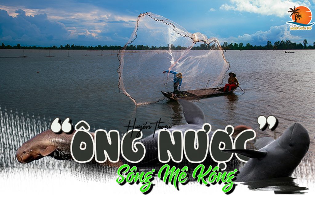 cá nược là cá gì