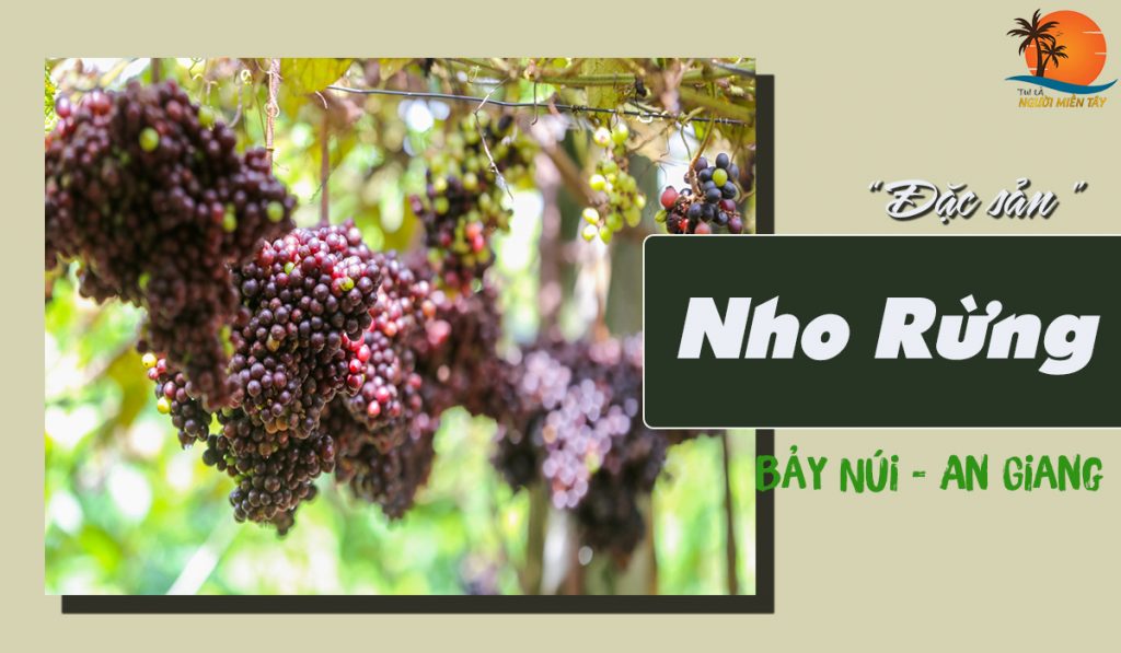 nho rừng vùng bảy núi an giang