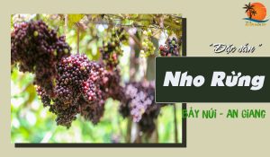 nho rừng vùng bảy núi an giang