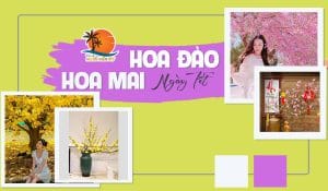 ý nghĩa hoa mai hoa đào