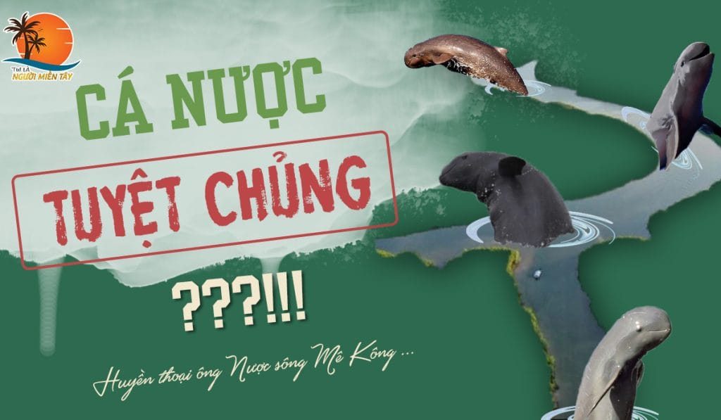 Thật hư về chuyện cá nược tuyệt chủng? 1 cá nược tuyệt chủng