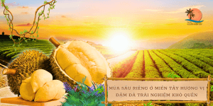 mua-sau-rieng-o-mien-tay-huong-vi-dm-da-trai-nghiem-kho-quen