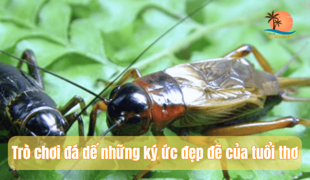 Trò chơi đá dế những ký ức đẹp đẽ của tuổi thơ 1 tro-choi-da-de