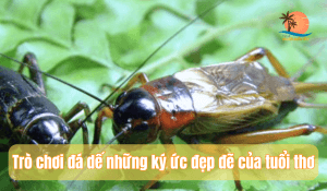 tro-choi-da-de