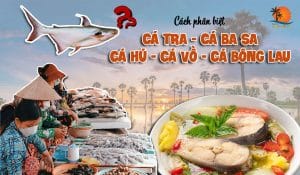 Cách phân biệt cá tra, cá ba sa, cá hú, cá vồ đém, cá bông lau