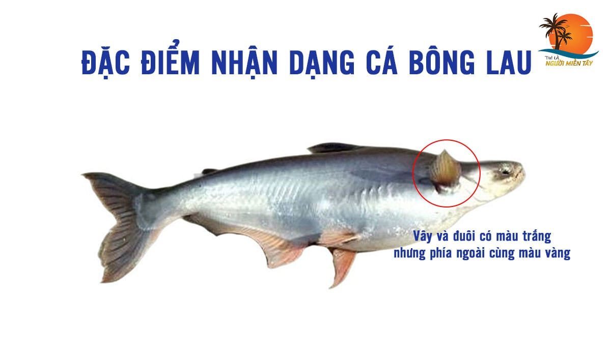 Cách phân biệt cá tra, cá ba sa, cá hú, cá vồ đém, cá bông lau chi tiết ...
