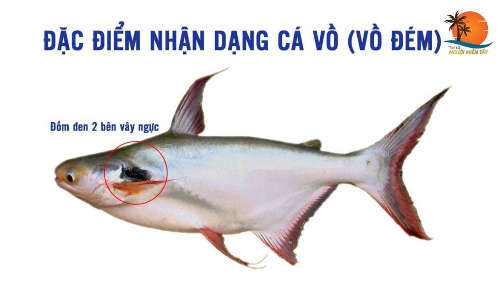 Cách phân biệt cá tra, cá ba sa, cá hú, cá vồ đém, cá bông lau chi tiết ...